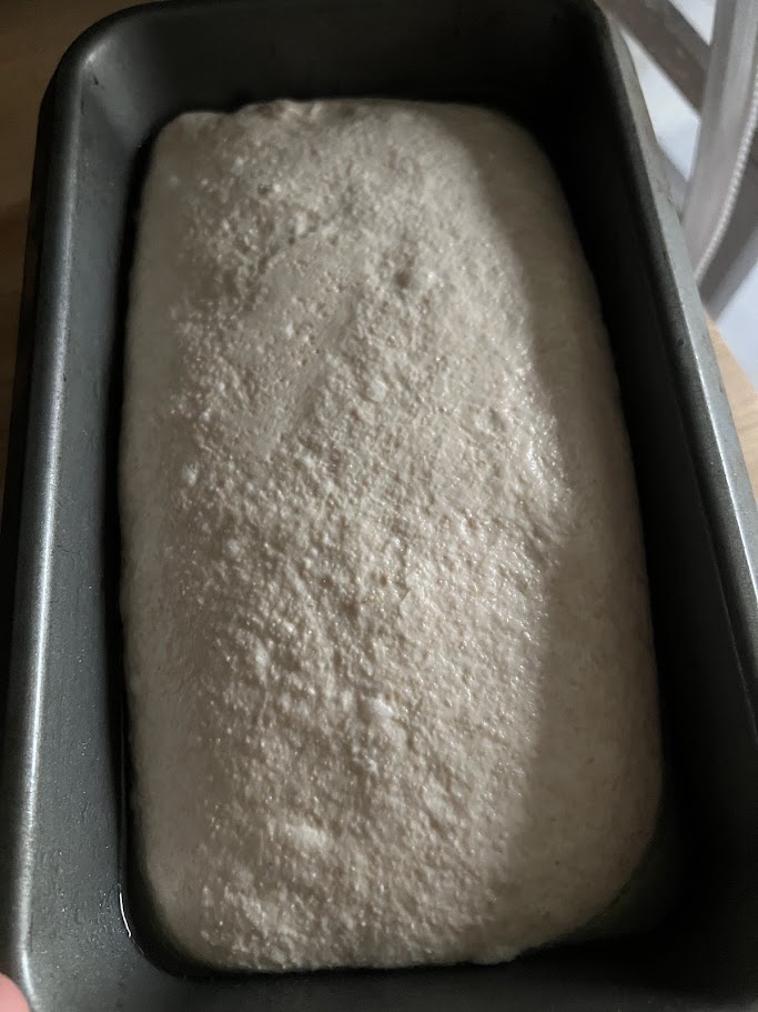 Dough after shaping and cold proof.